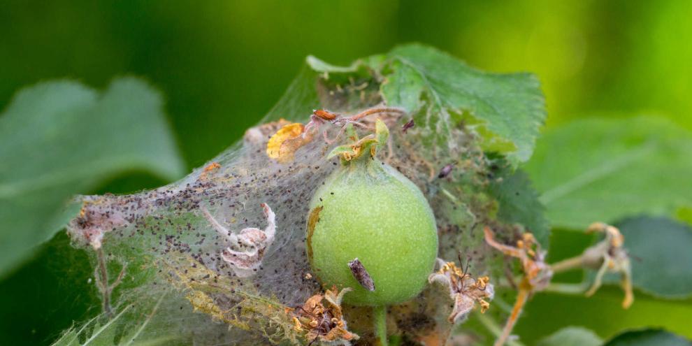 Die Raupe der Apfelgespinstmotte hüllt sich zum Schutz in netzartige Gespinste.