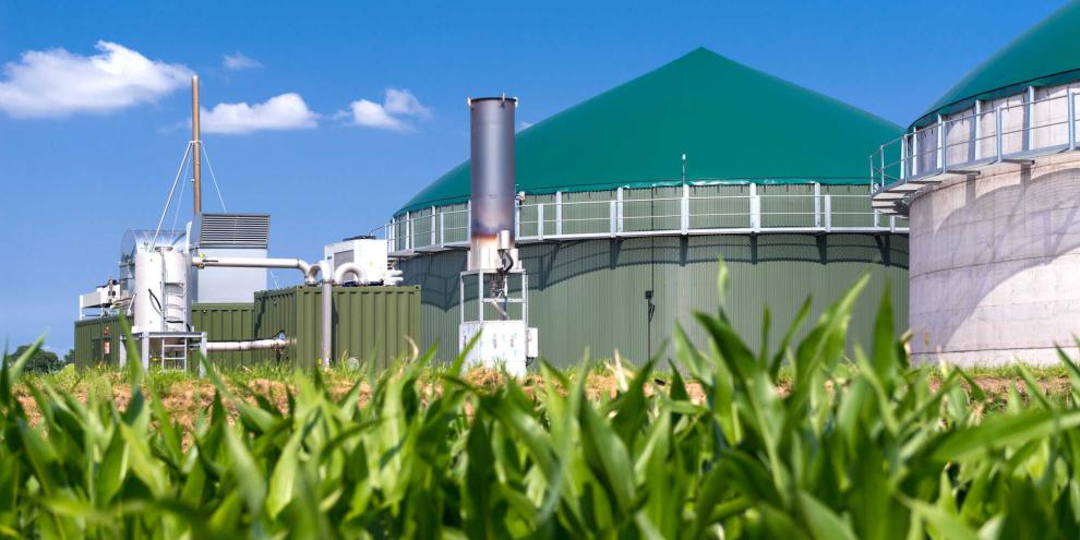 Biogasanlage hinter einem Maisfeld: Die Branche fürchtet um die Zukunft der Biomasseanlagen in Deutschland.