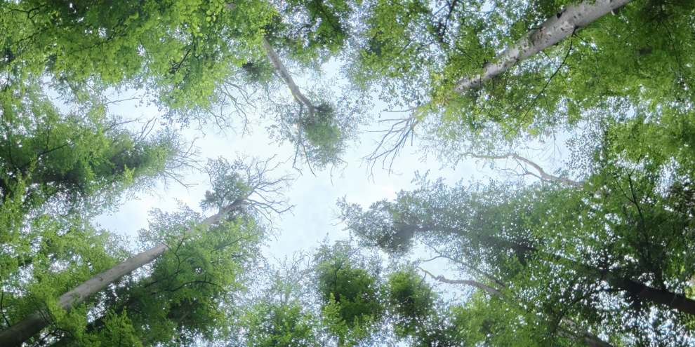 Bekanntes Waldbild: Wie wird es sich im Klimawandel verändern?