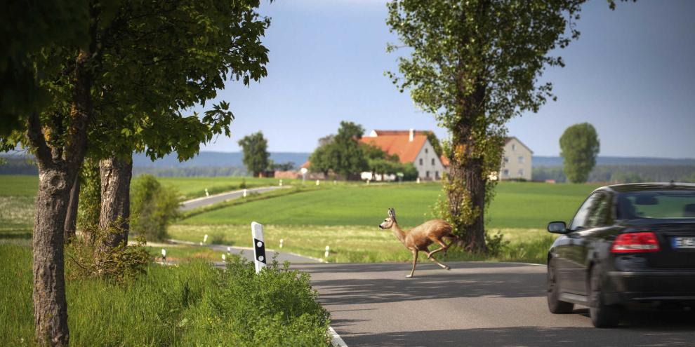 Rehwild ist am häufigsten in Wildunfälle verwickelt.