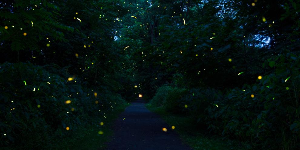 Glühwürmchen bringen in warmen Sommernächten den Wald zum glitzern.