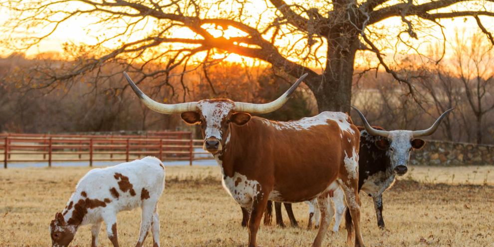 Erstmals wurde bei einem Kalb in Texas ein Befall mit dem Neue Welt-Schraubenwurm nachgewiesen.