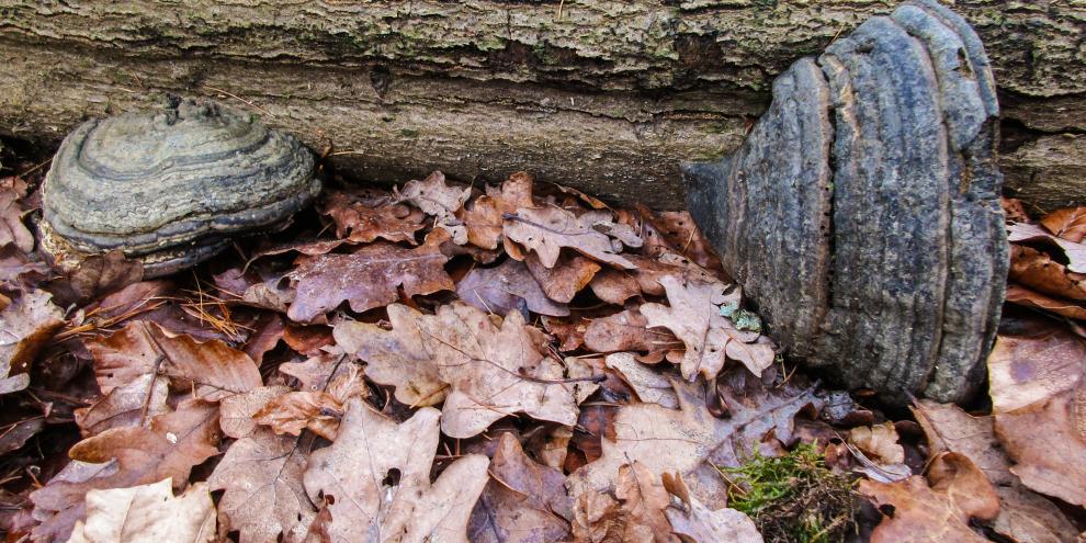 Zunderschwamm-Konsolen an einem umgestürzten Baumstamm. Hier sieht man auch den Geotropismus: Der Fruchtkörper rechts ist alt und schon gewachsen, als der Baum noch stand, der linke nach seinem Fall.