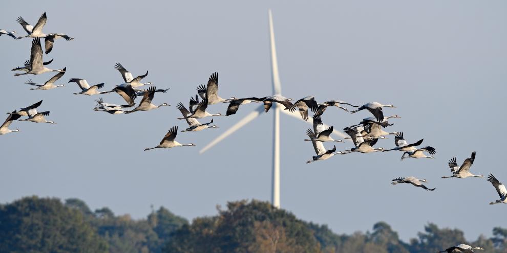 Kraniche fliegen an einem Windrad vorbei