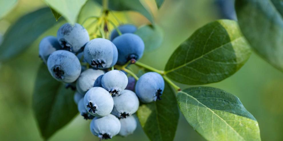 Blaue Heidelbeeren an einem Strauch