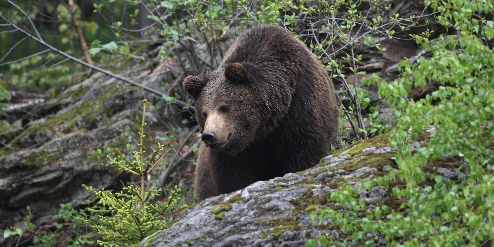 In Thiersee im Bezirk Kufstein soll ein Bär gesichtet worden sein.
