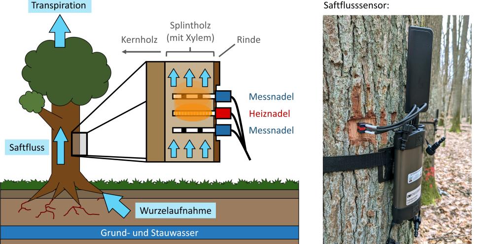 Abb. 1: Die Saftflusssensoren basieren auf der Heat Ratio Methode - Hierbei sendet die mittlere „Sender“-Nadel (rot) kurze Wärmeimpulse aus, die je nach Saftflussgeschwindigkeit zeitlich verzögert an den äußeren „Empfänger“-Nadeln (blau) ankommen.