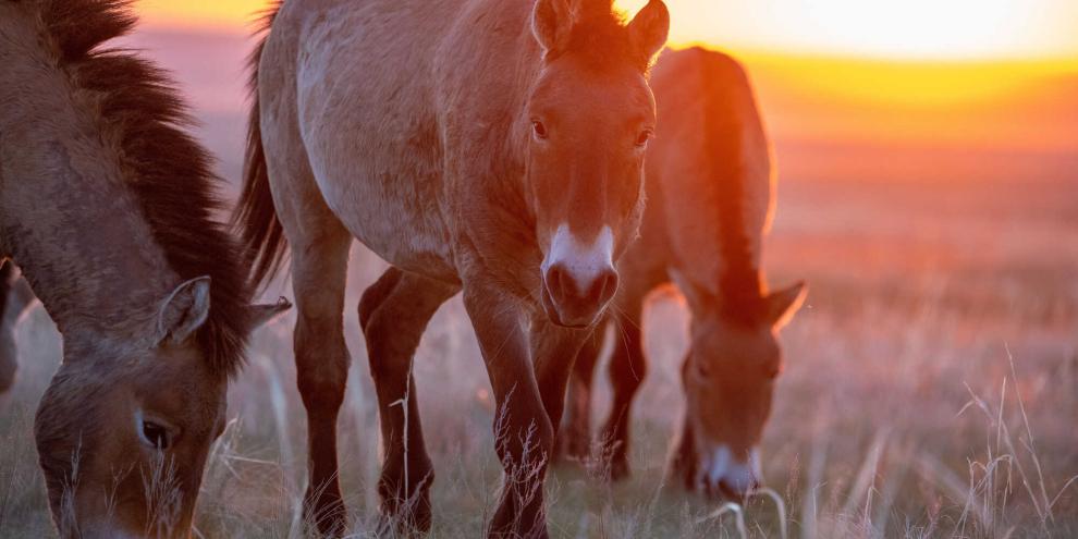 In Kasachstan sind wieder Wildpferde heimisch.