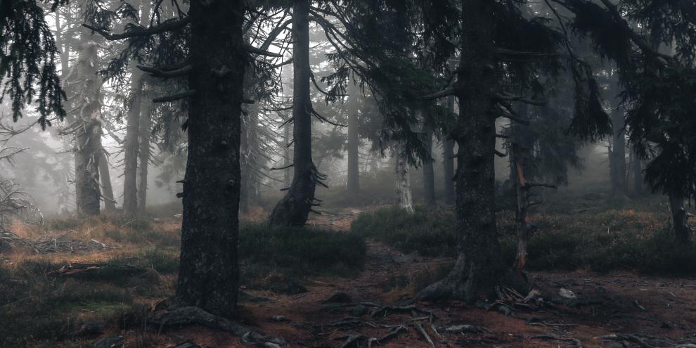 Der dichte Wald als Grundlage für das Sprichwort: „Den Wald vor lauter Bäumen nicht sehen.“
