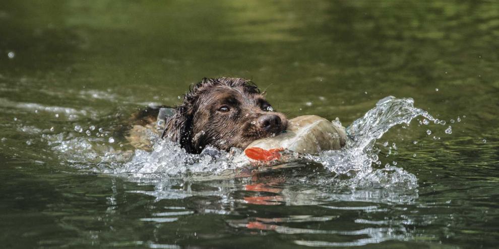 Bevor der Hund zum Apportieren ins Wasser geschickt wird, muss er es an Land zuverlässig können.
