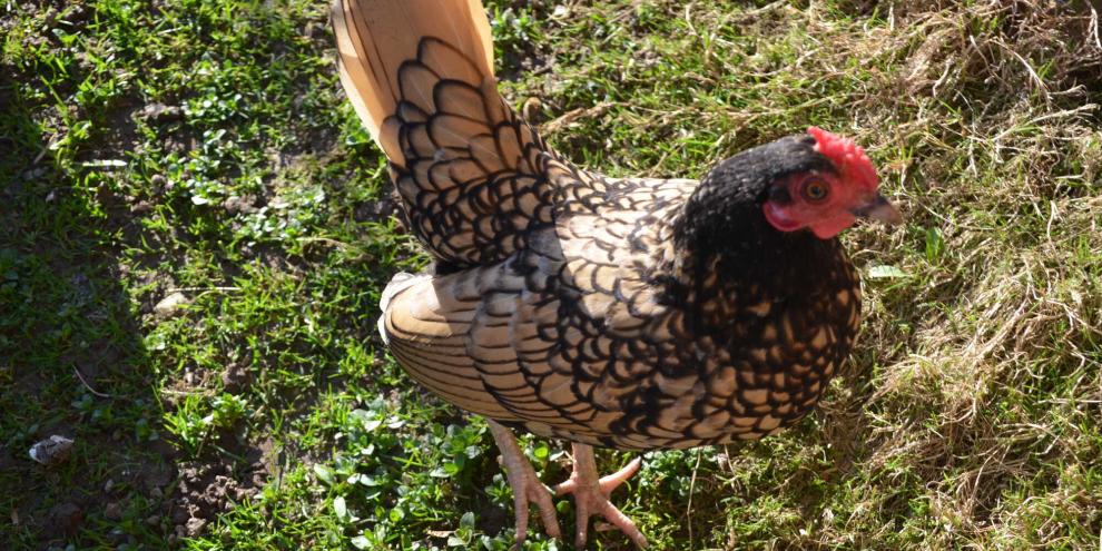 Seremas gelten als kleinste Hühnerrasse der Welt. Ein Geflügelhalter geht jetzt bei Instagram mit ihnen viral.
