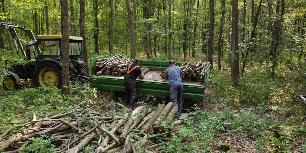 Kleinprivatwald im Fokus. Von der standortgerechten Baumartenwahl bis zum Wasserhaushalt: Im Proiekt StWM-KPW wurden Digitale Werkzeuge und Hilfen für forstliche Berater und Waldbesitzer erstellt.