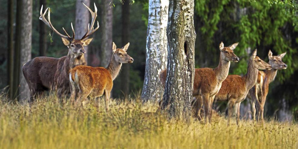 Beim Rotwild wurden laut den Ergebnissen des LAVES am häufigsten BT-Viren und Antikörper nachgewiesen.
