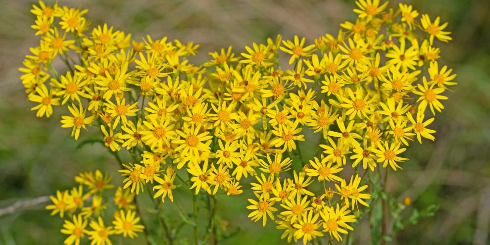 Jakobskreuzkraut gehört nicht ins Viehfutter – soviel ist klar. Auch im Hausgarten sollte die giftige Pflanze kritisch hinterfragt werden.