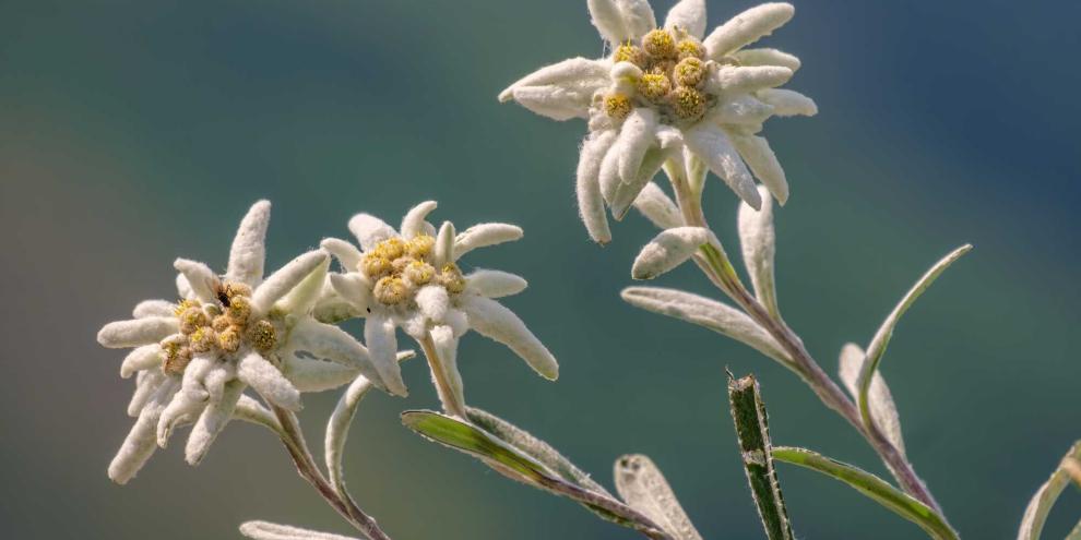 Die Alpenblume Edelweiß steht für Liebe und Mut.