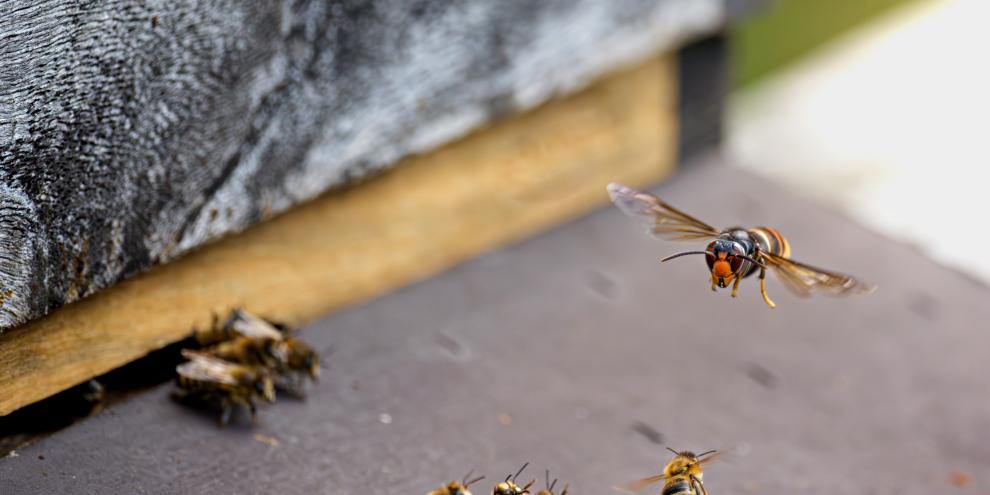 Neben Honigbienen stehen rund 1.400 weitere Insekten- und Spinnenarten auf dem Speiseplan der Asiatischen Hornisse.