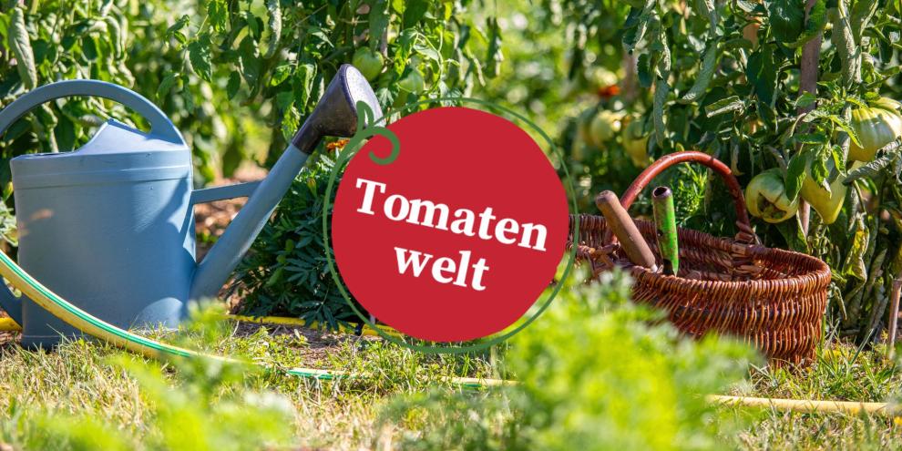 Tomatenwelt Folge 17: Warum Wasser jetzt so wichtig wird