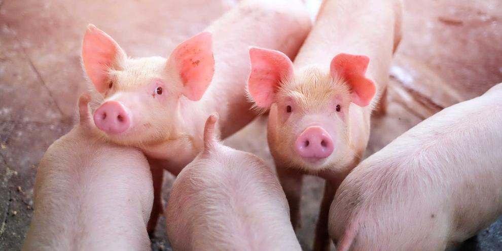 Die Geestferkel GmbH ist einer der größten Ferkelerzeuger Deutschlands mit Standorten in vier Bundesländern. Jetzt muss der XXL-Schweinehalter Insolvenz anmelden.