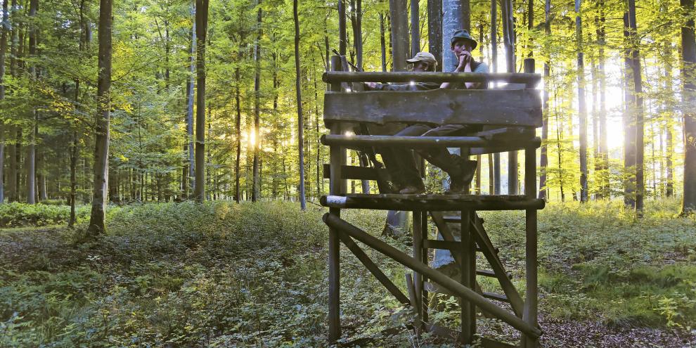 Rufstand im Altholz: Bei maximaler Bodenhöhe von 1,50 Metern wird der Rundblick weniger durch Äste gestört.
