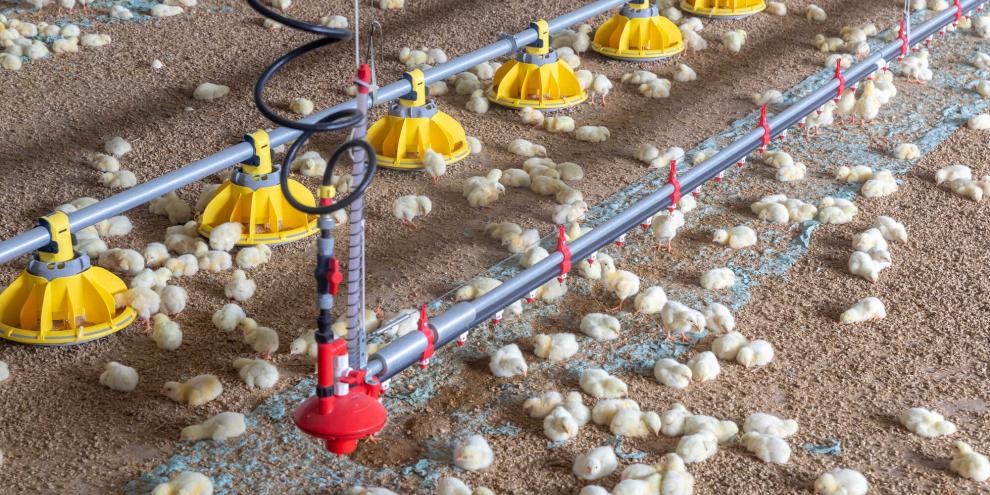 Nach den vielen Ausbrüchen der Vogelgrippe und der Newcastle Disease kürzt das Land Brandenburg die Seuchenhilfe für Geflügelbetriebe.