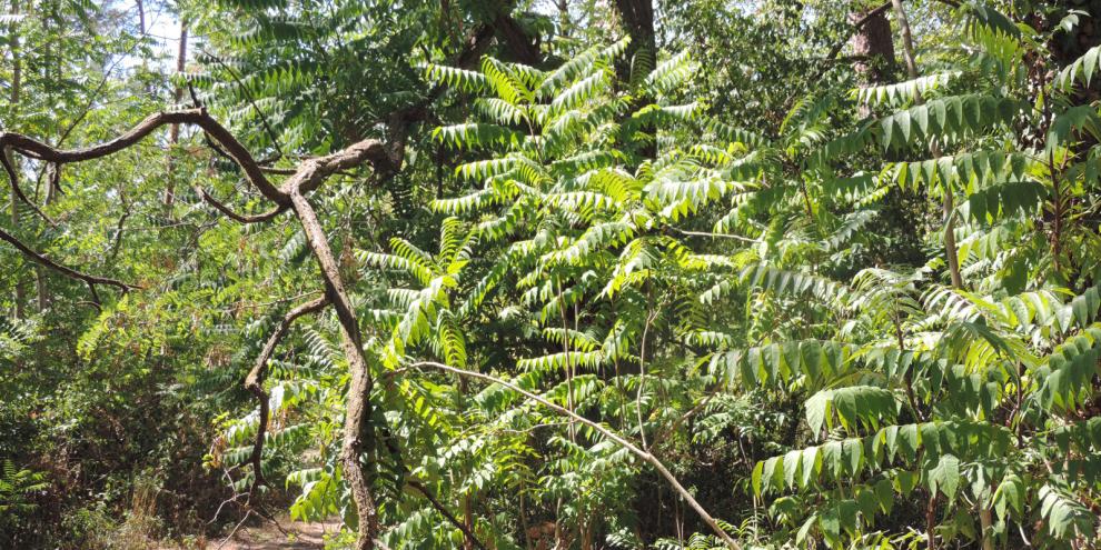 Götterbaum-Dickicht im Unterwuchs eines Waldes in der Nähe des Naturschutzgebiets Kalksandkiefernwald in Hessen