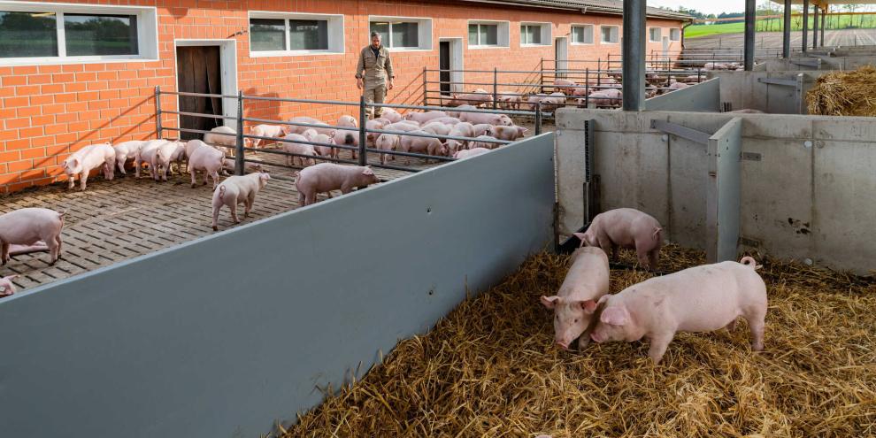 Im kommenden Jahr könnte der Bund noch weniger Geld für die Stallbauförderung haben.