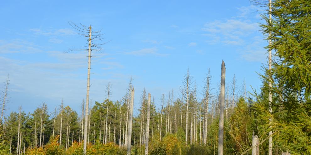 Trockenheit, Schädlinge oder Sturm – immer mehr Bäume sterben vorzeitig ab. Zu den Ursachen hat ein Forscherteam jetzt überraschende Ergebnisse veröffentlicht.