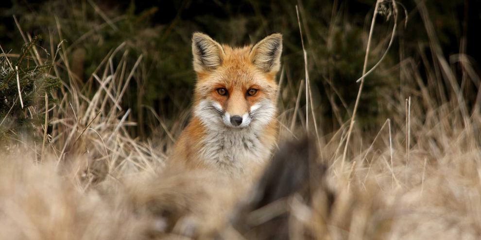 Polizei und Feuerwehr mussten einen Fuchs aus einer illegalen Tierfalle befreien.