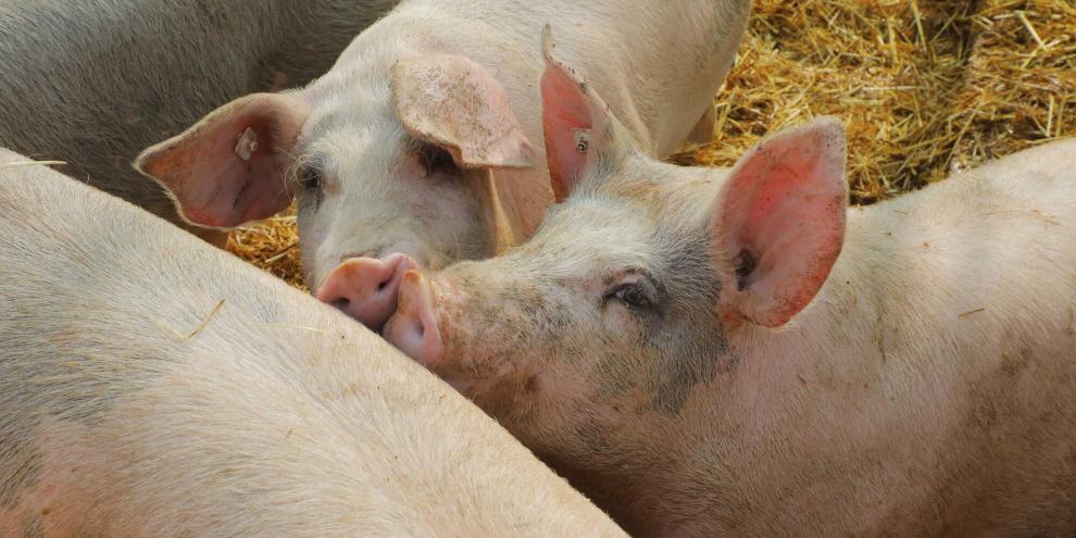 Schweinehaltung