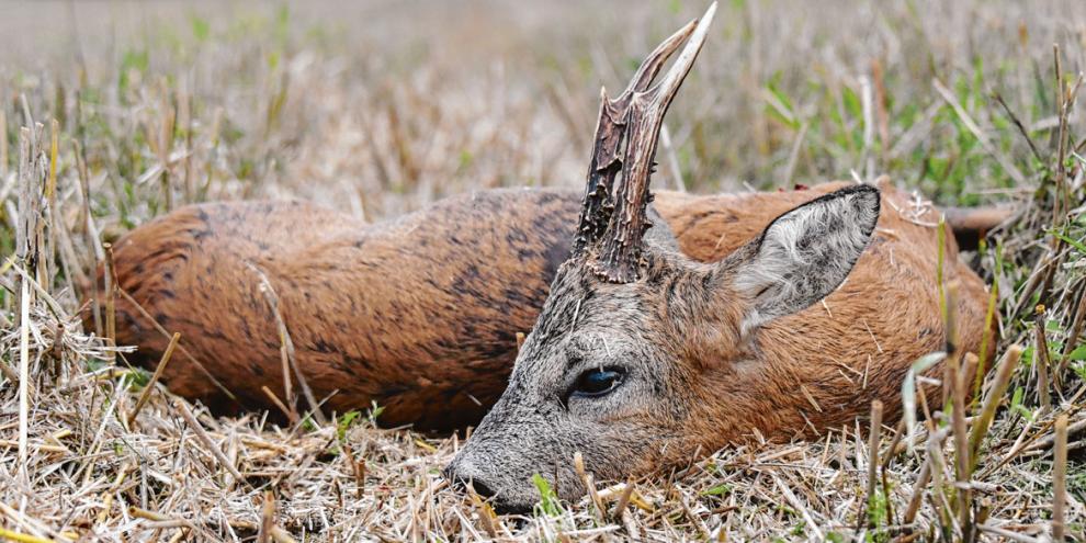 Wegen der hohen Temperaturen sollte gerade zur Blattzeit das erlegte Wild schnell aufgebrochen werden.