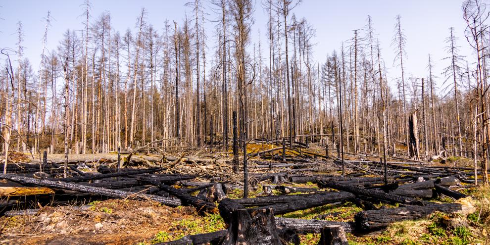 Spuren eines Waldbrandes in der Sächsischen Schweiz.