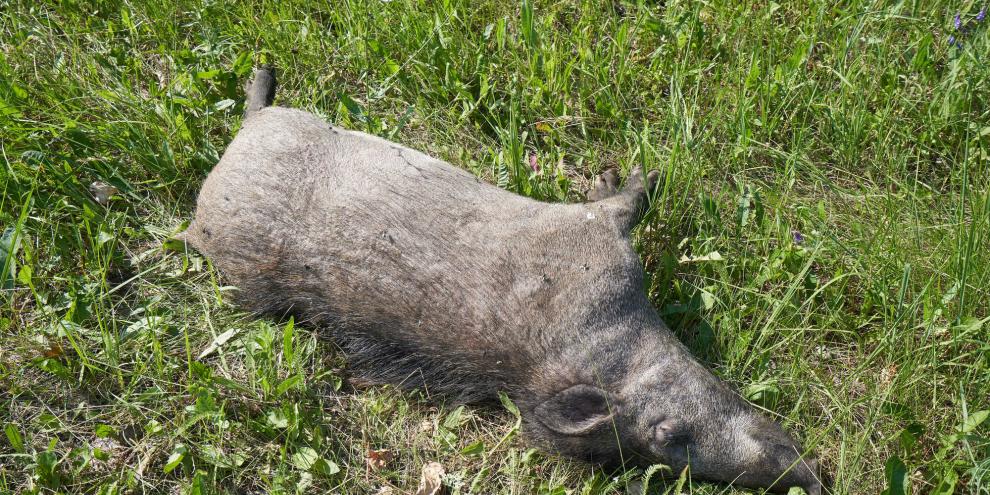 Für die Bekämpfung der Afrikanischen Schweinepest hat das Land NRW bisher rund 35 Millionen Euro ausgegeben. 812 Fälle der Schweinepest wurden bislang nachgewiesen.