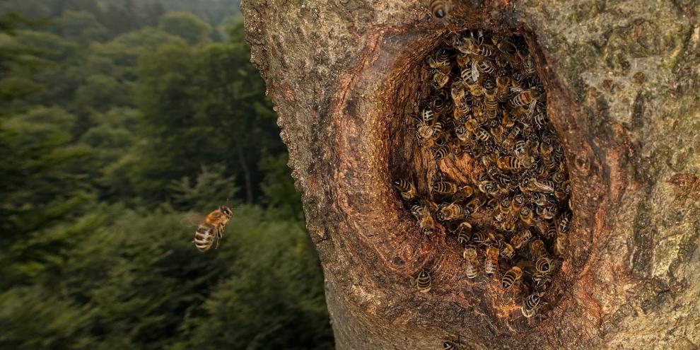 Wilde Honigbienen nutzen oft verlassene Spechthöhlen im Wald.