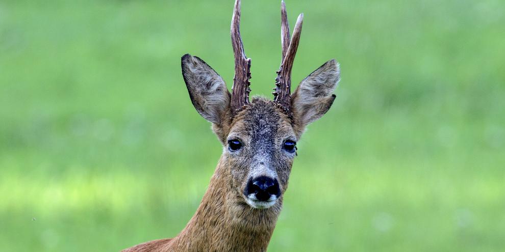 Ein alter Rehbock auf einer Wiese