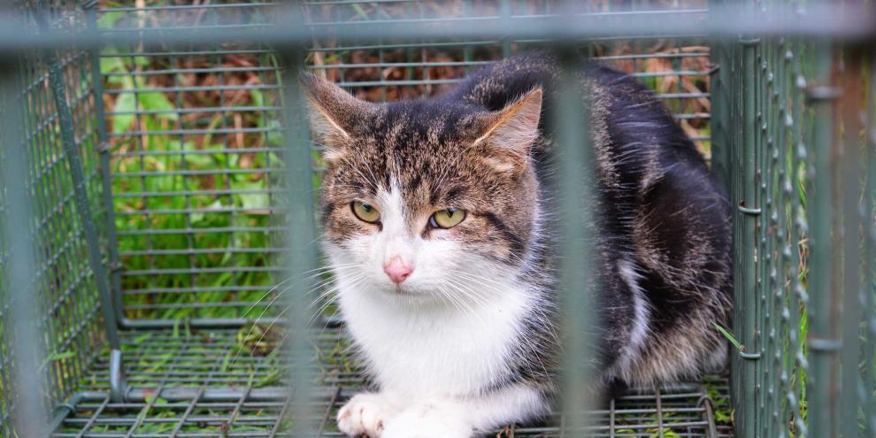 Katzen, die in Niedersachsen in Fallen gefangen werden, dürfen weder getötet noch freigelassen werden.