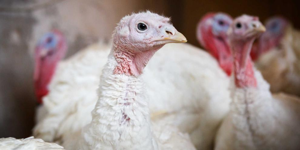 Nach dem Verkauf des Putenfleisch-Vermarkters Heidemark an einen Investor stand die Zukunft des Schlachthofs in Cloppenburg auf der Kippe.