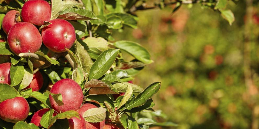 Apfel-Plantage