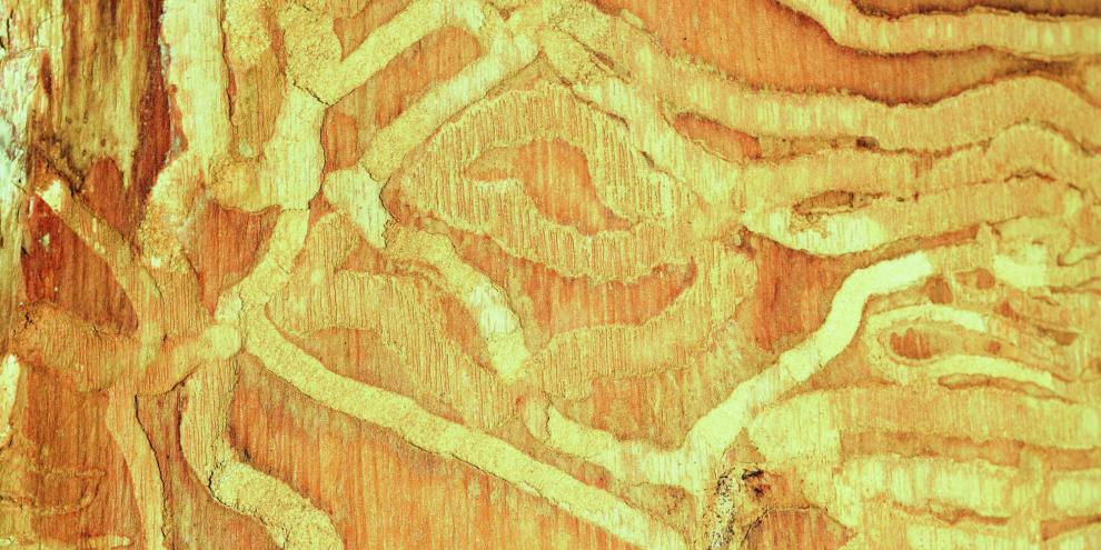 Die Larven des Asiatischen Eschenprachtkäfers fressen in Bast und Splintoberfläche mit Bohrmehl verstopfte Gänge.