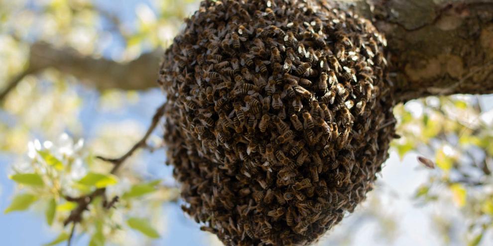 bienen-bienenvolk-schwarm_AdobeStock_367505901_Mariia