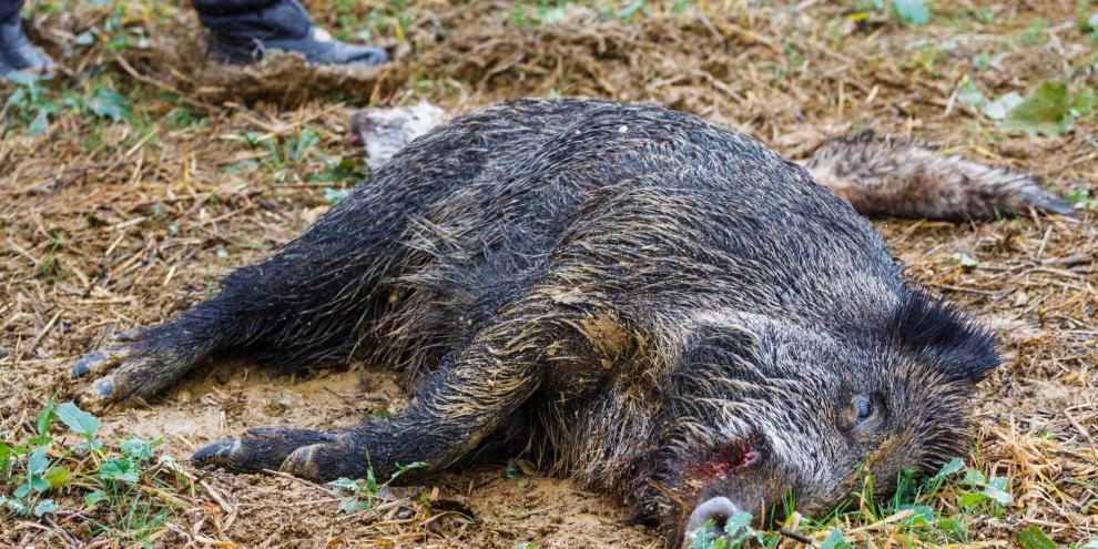 Wildschwein-tot_AdobeStock_341710994