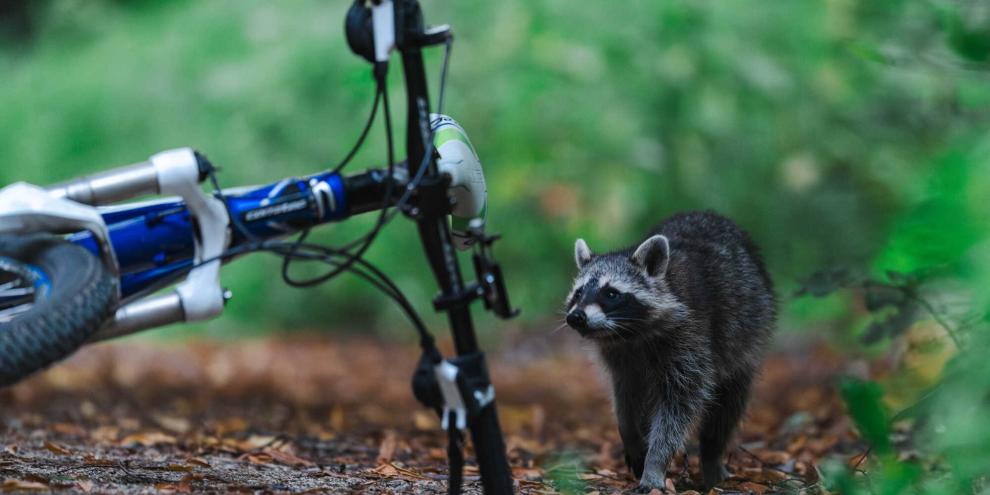 In NRW hat ein Waschbär eine Frau von ihrem Fahrrad geschmissen.