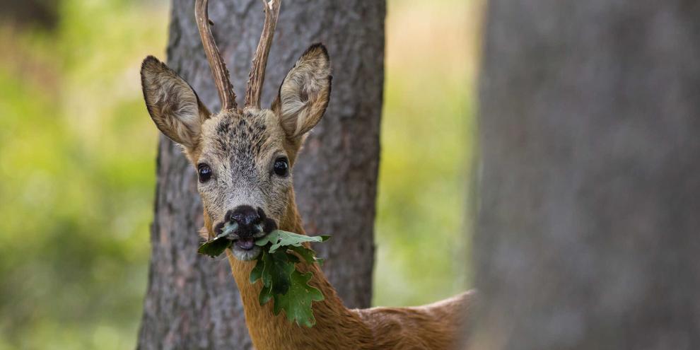 Verbiss im Wald- Thomas Knoke hat dazu eine klare Meinung: „Bei wiederholtem Verbiss summieren sich die Schäden über viele Jahre, während die Folgen oft erst nach Jahrzehnten sichtbar werden. Es handelt sich bei Wildschäden im Wald um Vermögensschäden.“