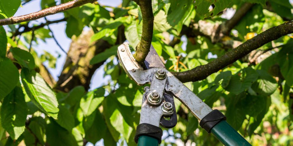 Baum-schneiden-AdobeStock_117628643