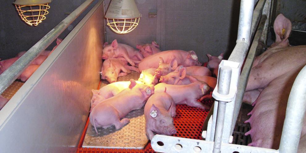 Das Ferkelnest sollte möglichst weit vom erdrückungsgefährlichen Aktionsbereich der Sauen entfernt sein.