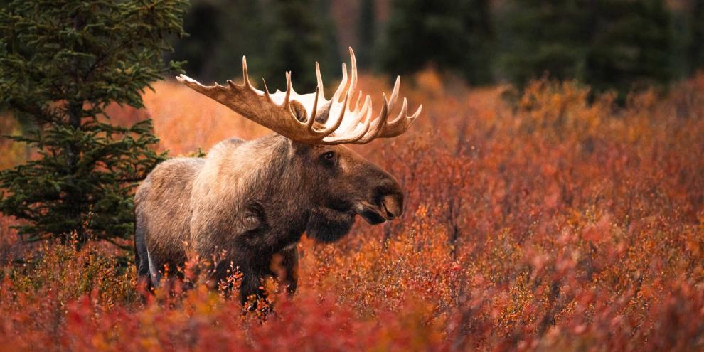 Eine Elchjagd in Alaska ist ein teures Unterfangen. Ein Betrüger hatte daraus auf Kosten der Jäger Kapital geschlagen.
