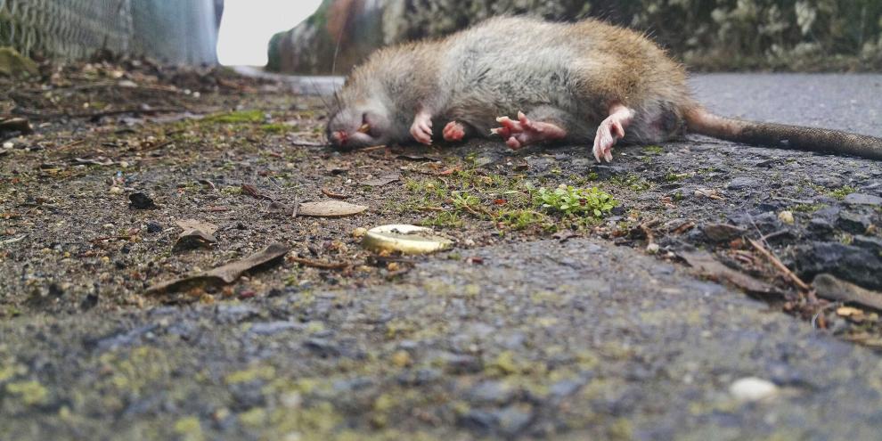 Im Schweinestall ist nur eine tote Ratte eine gute Ratte – aber geht das auch ohne Gift?