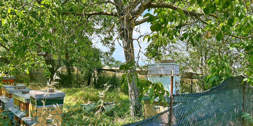 Schattige Bienenstände werden immer wichtiger, damit die Bienenvölker die Sommerhitze überstehen. Die Morgensonne darf sie ruhig treffen, aber ab Mittag hilft der Schatten. 