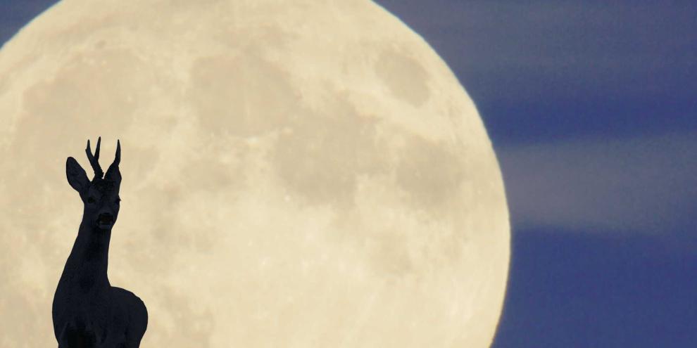 Mond_und_Rehwild.psd