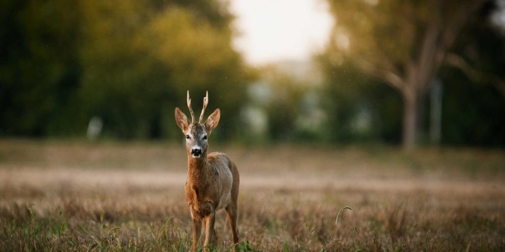 Die Jagdzeit fürs Rehwild wird auch diskutiert.
