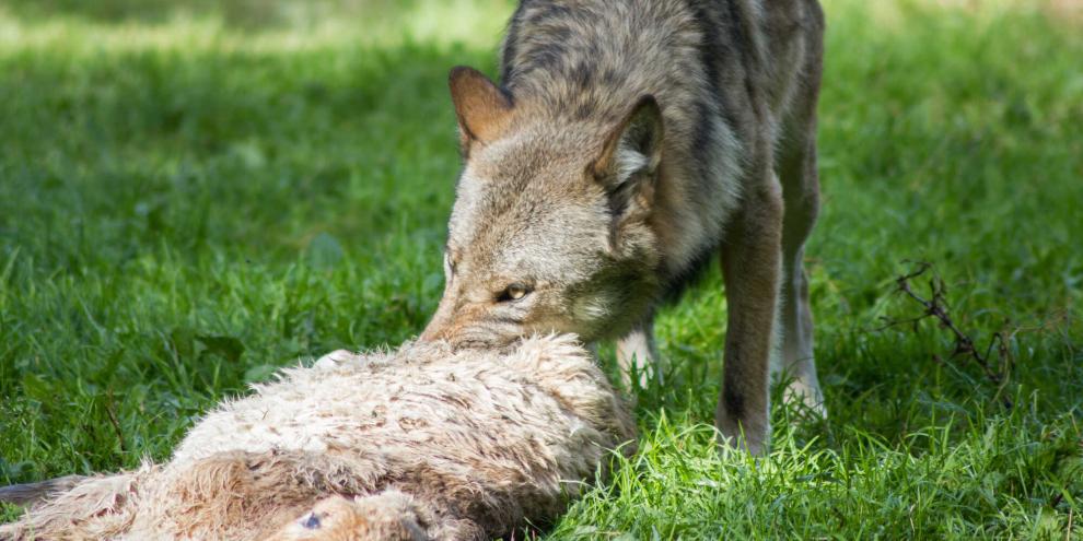 In Sachsen wurden neue Herdenschutzmaßnahmen festgeschrieben, um die Wolfsbejagung nach Nutztierrissen rechtssicher zu machen.